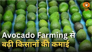 Avocado Farming से किसानों की कमाई में बड़ा बदलाव | PM Modi | Mann Ki Baat
