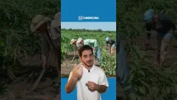 Régimen cubano enviará trabajadores interruptos a recoger basura y producir alimentos