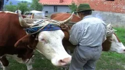 Poljoprivrednik Dobrivoje - rad sa volovima i pčelama 2002. godine || Zapisi Kamenka Katića