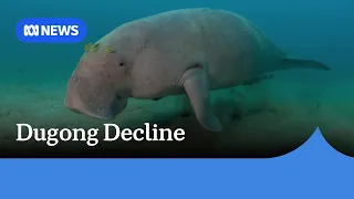 Shocking 50% decline in dugong population prompts calls for research | ABC NEWS