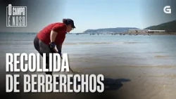 Recollida de BERBERECHOS con rastro | O CAMPO É NOSO