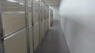 New Saline County animal ordinance gives deputies more authority over loose dogs