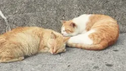 Casos de panleucopenia felina