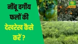 Hello Kisan | नींबू वर्गीय फलों की देखरेख कैसे करें | Farmer News | Kisan News | DD Kisan |