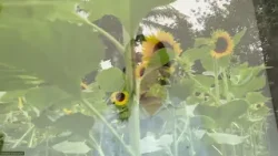 Marcos Juárez: Desarrollo de la campaña de girasol en la región Marcos Juárez: Desarrollo de la campaña de girasol en la región