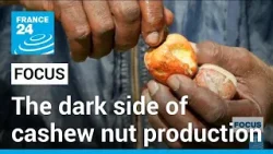 A tough nut to crack: The dark side of cashew nut production in Kenya • FRANCE 24 English