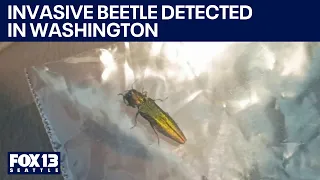 Invasive, destructive beetle detected in Vancouver, WA | FOX 13 Seattle