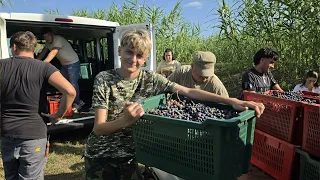 The Grape Harvest at the Arzelà Agricultural Institute of Sarzana 09/19/2026