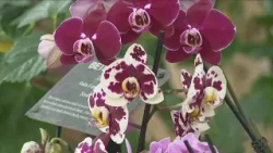 Botanical Gardens celebrates Orchid Fest