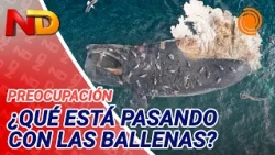 Investigation into higher-than-usual whale and calf mortality in Patagonia
