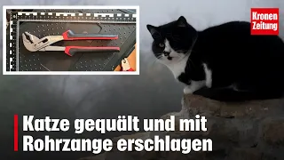 Cat tortured and beaten to death with pipe wrench | krone.tv NEWS