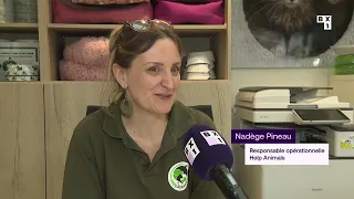 Help Animals au secours d’une dizaine de chats au cœur d’une affaire de maltraitance