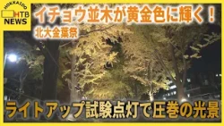 【北大金葉祭】380mのイチョウ並木が黄金色に輝く！ライトアップ試験点灯で圧巻の光景