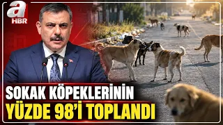 Sokak Köpekleri İçin Müfettişlere Görev | A Haber