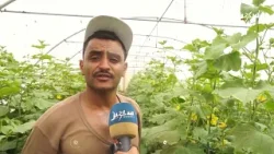 البيوت المحمية الزراعية .. تحول واعد رغم التحديات