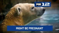 Former Oregon Zoo polar bear Nora showing signs of pregnancy, Wisconsin zoo says