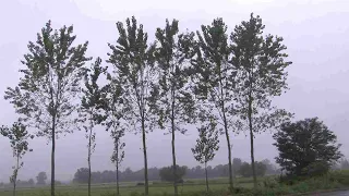 Bad weather in Lomellina and the Pavia area: the rains have arrived, but it's too late—the rice i...