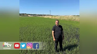 RICE PRODUCERS IN İPSALA ARE KEEPING A CLOSE EYE ON PRICES