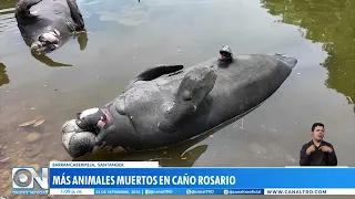 New findings of dead native species in Rosario Creek