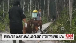 Kabut Asap Palangka Raya Ganggu Kesehatan Orangutan, Puluhan Satwa Terdampak ISPA
