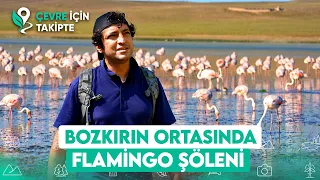 Chasing Flamingos: "The Waters Are Receding, Pink Birds Are in Danger!" | Following for the Envir...