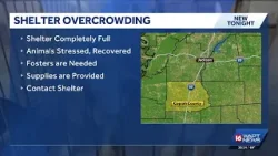 Copiah County Animal Shelter at capacity, urgently seeking fosters