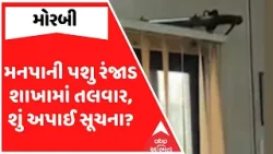 Morbi News | મોરબીમાં મનપાની પશુ રંજાડ શાખામાં તલવાર, શું અપાઈ સૂચના? જુઓ અહેવાલ
