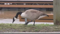 Ночные грозы вызвали наводнения, поваленные деревья, отключения электроэнергии и перекрытие дорог...