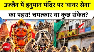 Ujjain Hanuman Mandir:उज्जैन में हनुमान मंदिर पर 'वानर सेना' का पहरा! चमत्कार या कुछ संकेत? Top News