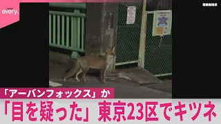【東京23区でキツネ…】｢目を疑った｣  専門家は｢アーバンフォックス｣か