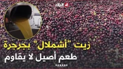 من قلب جرجرة ? زيت "أشملال".. نوعية ممتازة وطعم أصيل لا يُقاوَم ? من قلب جرجرة ? زيت "أشملال".. نوعية ممتازة وطعم أصيل لا يُقاوَم ?