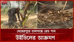 মেহেরপুরে পাতা শুকিয়ে মারা যাচ্ছে তাল গাছ | Meherpur News | Palm Tree | Somoy TV