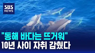 "The East Sea Is Heating Up"... Dolphins Vanishing Over the Last 10 Years / SBS 12 PM News