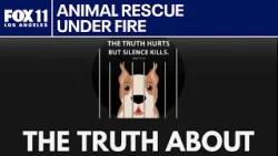 LA city attorney accuses Wagmor Pets rescue of buying and reselling dogs from breeders