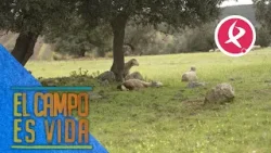 Chabeli y Antonio vigilan de cerca el primer parto de una oveja | El campo es vida