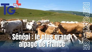 Report - Sénépi Mountain Pasture: A Symbol of Isère Pastoralism