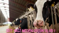 Süt Yağı Neden Düşük Olur ! Süt Yağı Neden Düşük Olur !