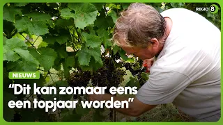 Droogte is niet voor iedereen slecht nieuws: Gendringse wijnboer ziet topjaar aankomen