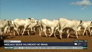 Calf market remains high in Brazil due to low supply