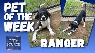 🐶Pet of the Week - Ranger