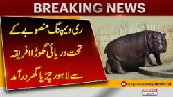 Hippopotamus Imported from Africa to Lahore Zoo Under Revamping Project | Breaking News