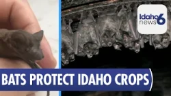 Bats Save Idaho Farmers Over $313 Million Annually