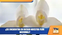 ¿Se encuentra en riesgo nuestra Flor Nacional?
