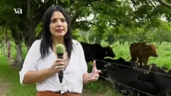 Veracruz Agropecuario - Pastos Invasores en Humedales