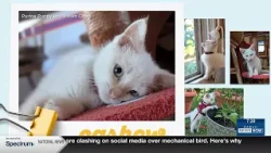 What's Trending: Purina's Chief Snuggle Officers