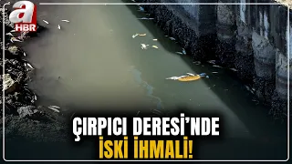 Çırpıcı Creek dammed, thousands of fish died! AFAD teams took samples | A Haber
