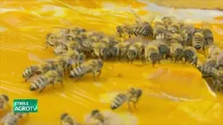 Mierea se scumpeste la poarta fermei 26 03 2026