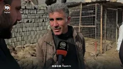 نزیکەى 100 سەر مەڕ لە ناحیەی تەكیە بوون بە ژێر دیوارەوە و مرداربوونەوە