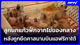 Parrot chicks hatch from seized eggs after airport bust in South Africa | Khem Khao Kham | Aug 30...