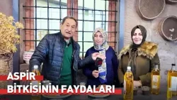Karaciğerin En Büyük Dostu Aspir Bitkisinden Yapılan Yağlardır  |  Evlerinize Sağlık